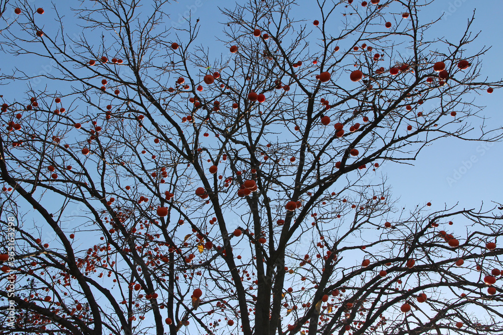 Ripe orange Korean persimmons on the tree againt the blue sky in autumn, South Korea Ripe orange Korean persimmons on the tree againt the blue sky in autumn, South Korea