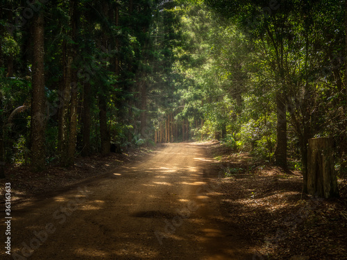 Fototapeta Naklejka Na Ścianę i Meble -  Pine Forest with Dirt Road