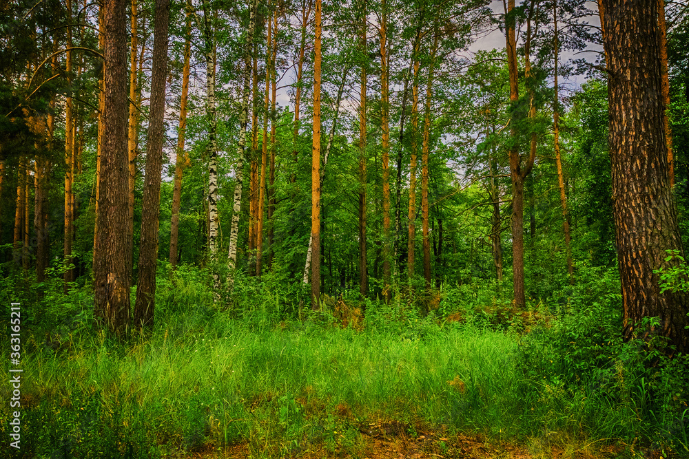 Obraz premium Coniferous forest in summer day