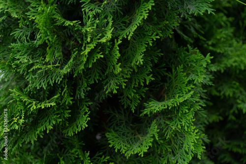 Branches of a growing thuja