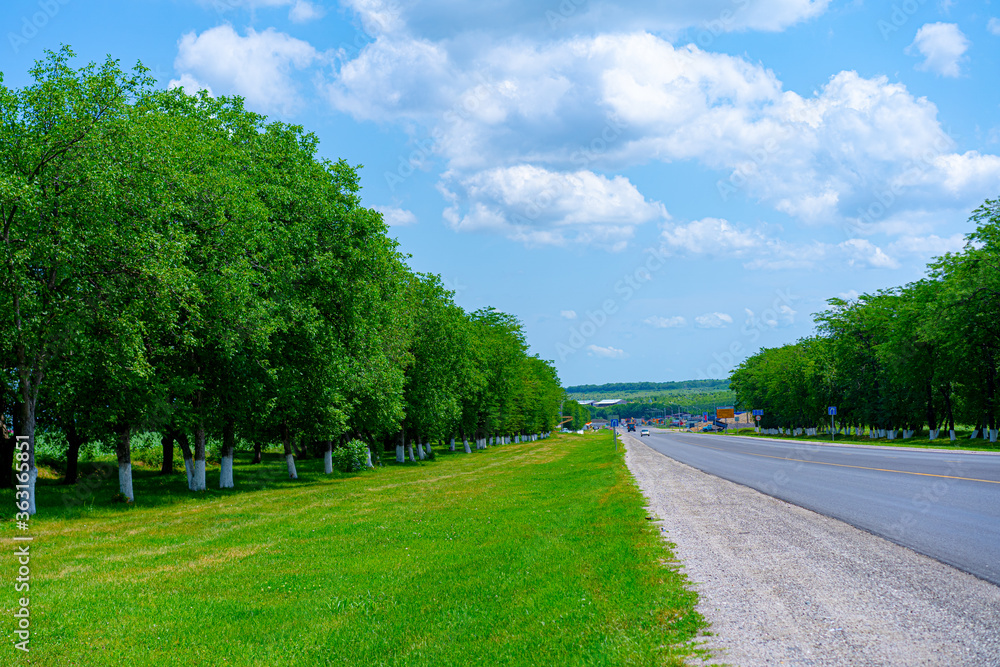 Trees growing along the highway Trees growing along the highway