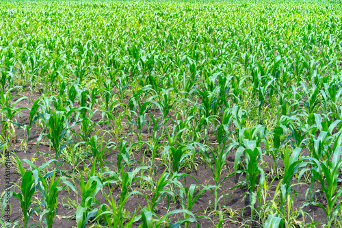 Corn growing in the ground