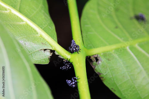 Young nymphs of lycorma delicatula, North China