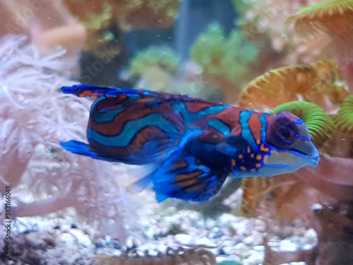 The Mandarin dragonet in a reef aquarium