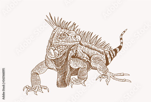 Vector iguana , sepia background. Graphical illustration