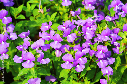 Brazilian Snapdragon  Amazon Blue is Biennial plants that can be released throughout the year