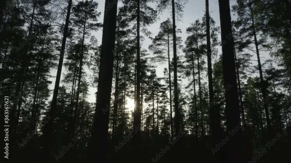 Sunshine behind the trees in a forest during sunset. Sunshine behind the trees in a forest during sunset.