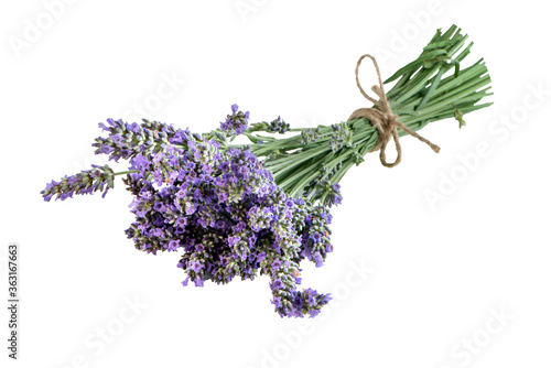 bouquet of freshly cut lavender flowers isolated on white background.