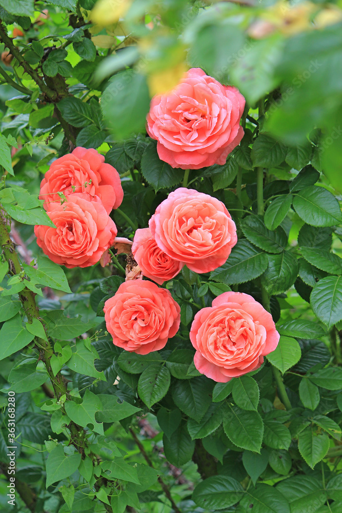 bright beautiful rose in a botanical garden bright beautiful rose in a botanical garden