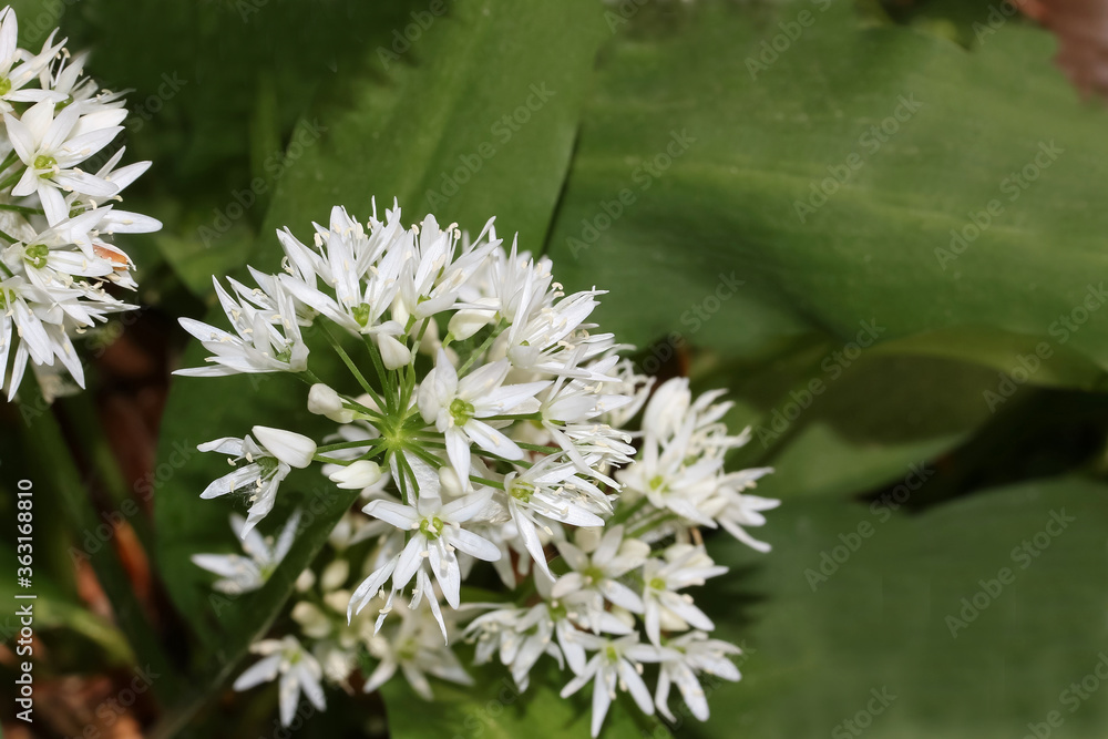 Blüten des Bärlauchs, Allium ursinum Blüten des Bärlauchs, Allium ursinum