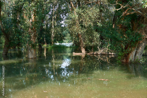 flood in the forest, river with high water level, flooding, nature in summer on a bright day