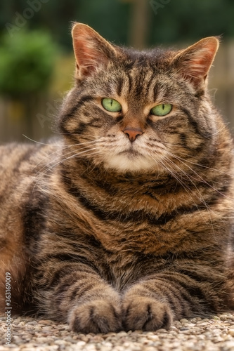 Tabby cat with bright green eyes posing majestically © rhoenes