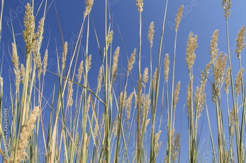 grass and sky