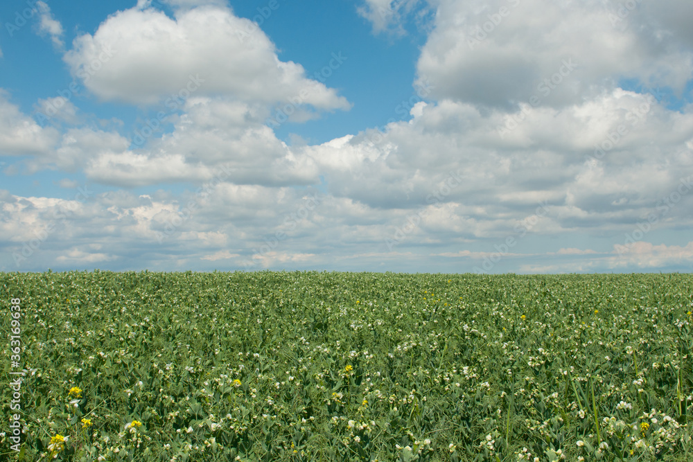 Beautiful rural landscape: green pea field and blue sky with white clouds. Idyllic picture, summer mood. Copy space on the sky. Beautiful rural landscape: green pea field and blue sky with white clouds. Idyllic picture, summer mood. Copy space on the sky.
