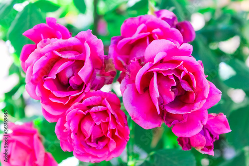 A branch of garden roses close up