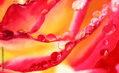 pink rose petals covered with raindrops