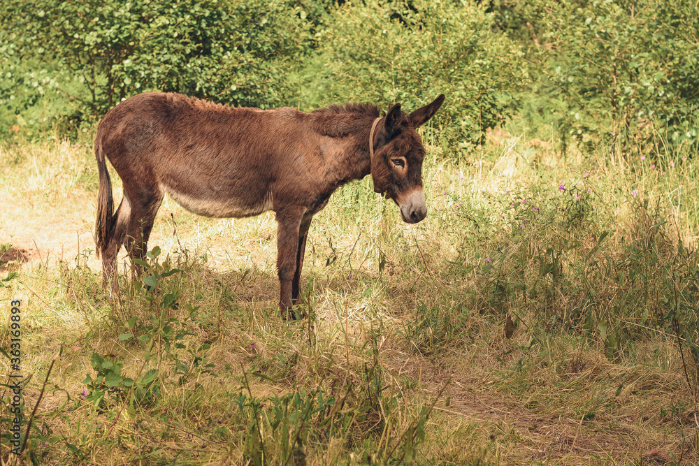 brown donkey with white muzzle in a meadow brown donkey with white muzzle in a meadow