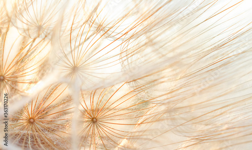 natural background with dandelion, dandelion parachutes © Viktoria