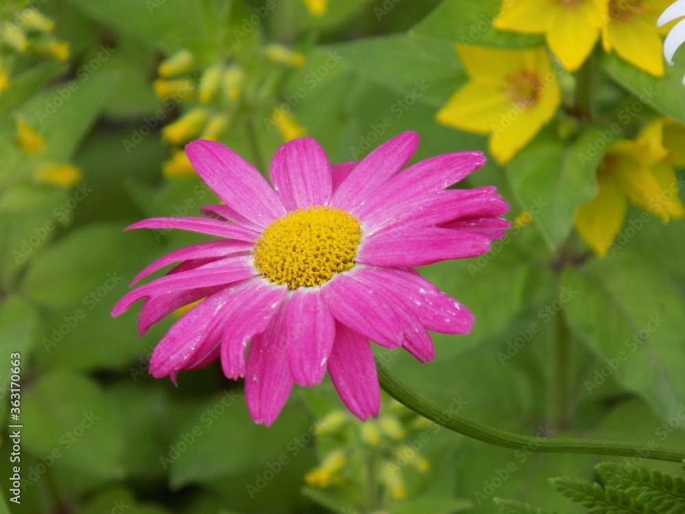 Fototapeta premium pink flower