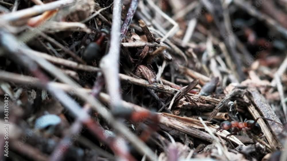 many forest ants work to build an ant hill. Close-up. 4k many forest ants work to build an ant hill. Close-up. 4k