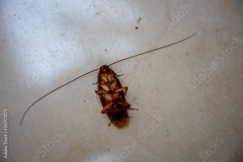 close up top view of View Of big orange Dead Cockroach On Floor.