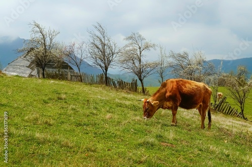cow on a meadow © mugurelcm