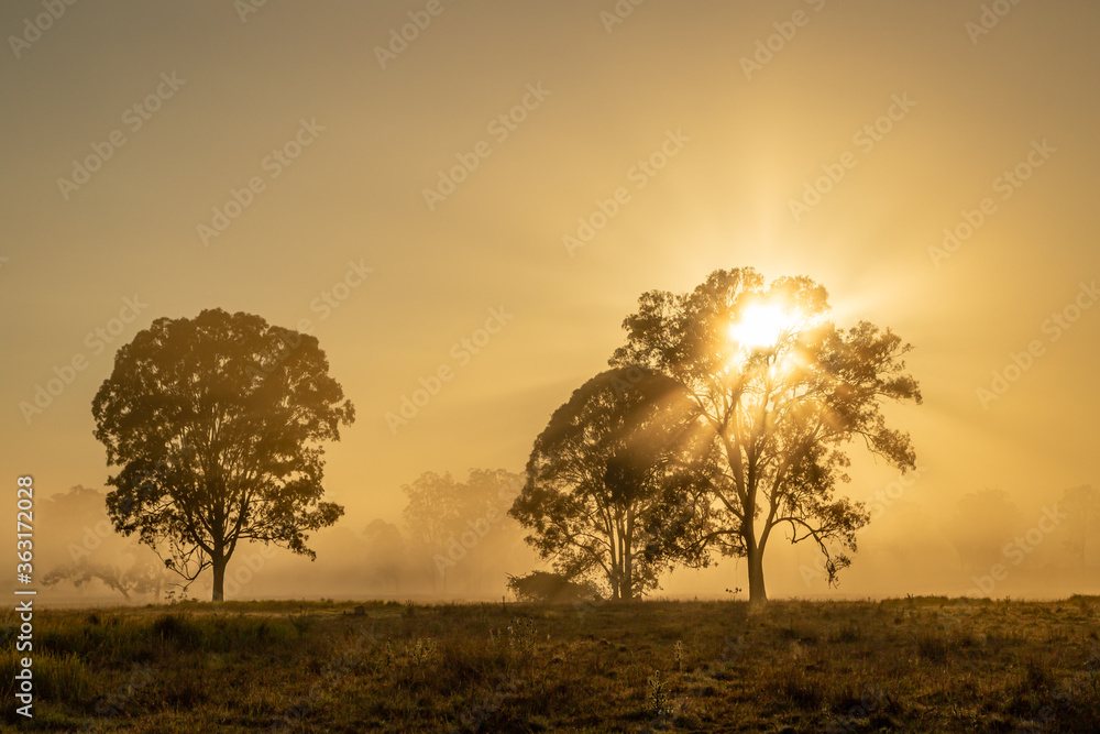 trees in the morning