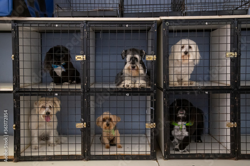six Puppy dogs in square kennel cages looking at the camera full cage