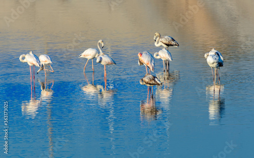 Birds Pink Flamingos on the blue Lake