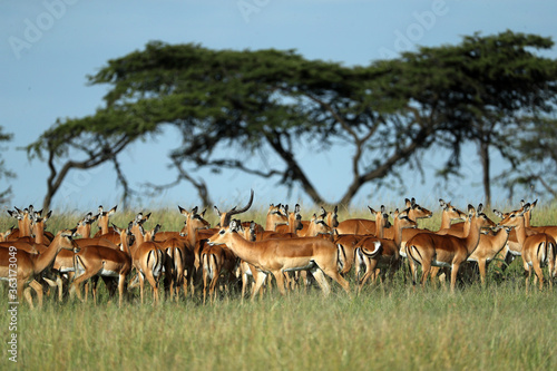 Fototapeta Naklejka Na Ścianę i Meble -  Group of impala in savannah