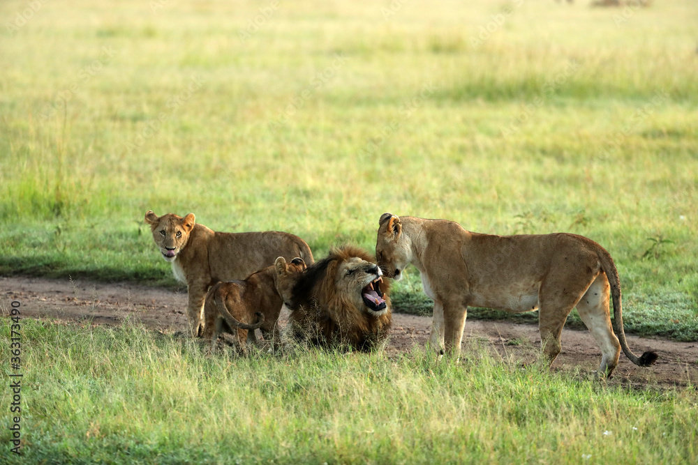 lion in savannah in kenya