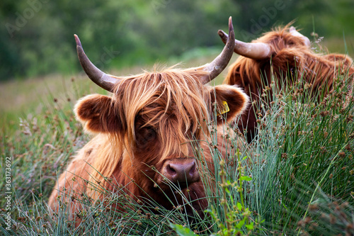 scottish highland cow photo