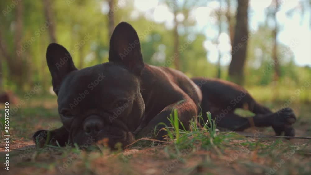 French bulldog sleeps in the sun, then wakes up. High quality 4k footage French bulldog sleeps in the sun, then wakes up. High quality 4k footage