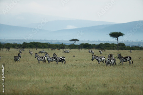 zebra in savannah in kenya