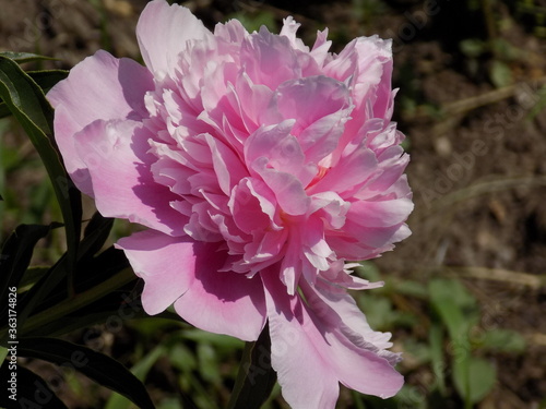 Sunny. Large fragrant peonies bloom.