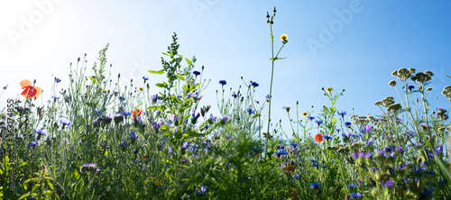 Natural flower meadows landscape
Colorful natural flower meadows landscape with blue sky in summer. Habitat for insects, wildflowers and wild herbs on a flower field. Background panorama with short de photo