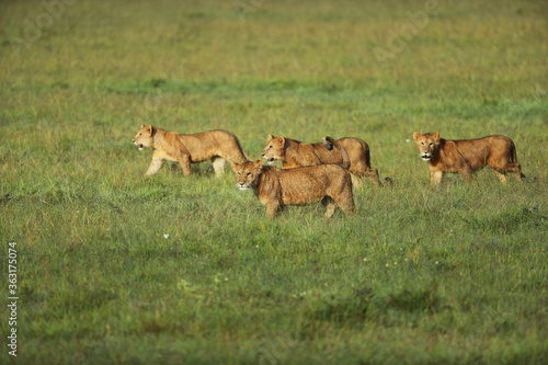 Fototapeta Naklejka Na Ścianę i Meble -  lion in savannah in kenya