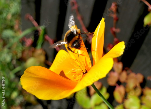 Hummel auf kalifornischer Mohnblume photo