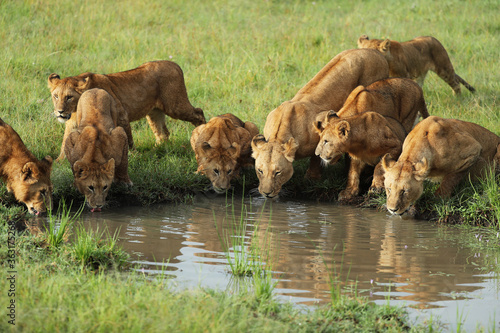 lion in savannah in kenya © gi0572