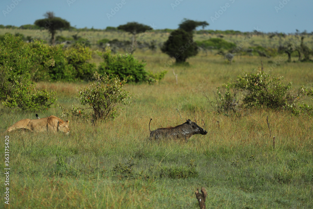 boar running from a lion boar running from a lion