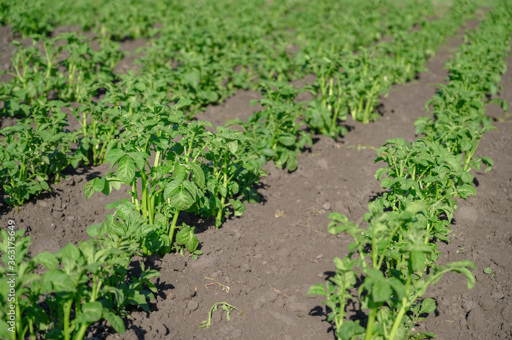 Young green potato bushes grow in the garden. Sunny day. Horizontal orientation Young green potato bushes grow in the garden. Sunny day. Horizontal orientation