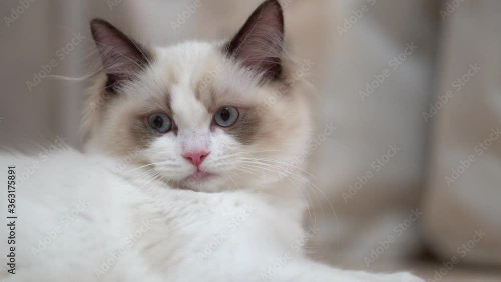 White Ragdoll cat sleeps and rests on a wooden floor. Blurred background, slow motion, light colors. White Ragdoll cat sleeps and rests on a wooden floor. Blurred background, slow motion, light colors.
