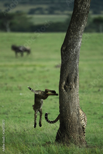 cheetah in savannah in kenya