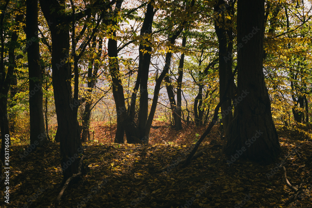 Obraz premium autumn colors in the woods, trees with colorful foliage