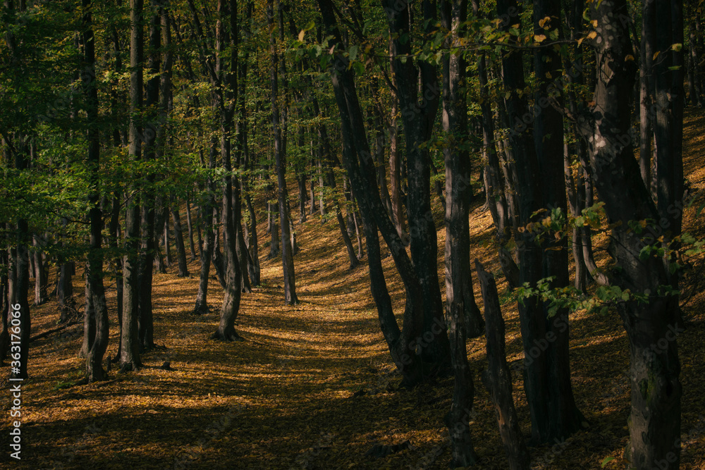 sunlight and shadows on forest ground in autumn sunlight and shadows on forest ground in autumn