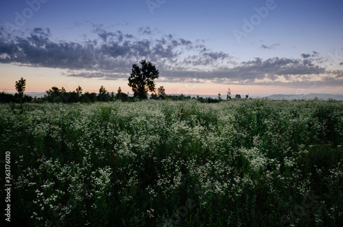 field of flowers at sunset  summer landscape