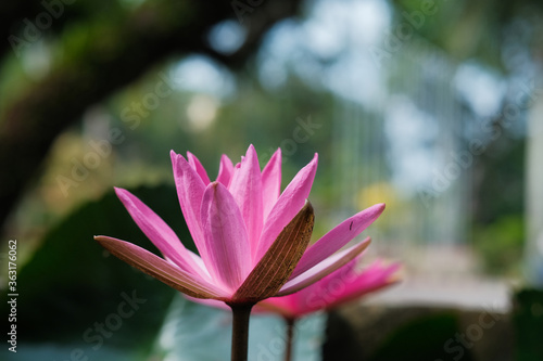 Lotus lily