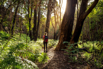 Hiker walking in the Australian bushland