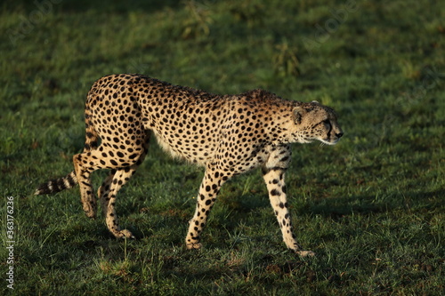 cheetah in savannah in kenya © gi0572
