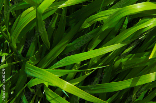fresh long green grass